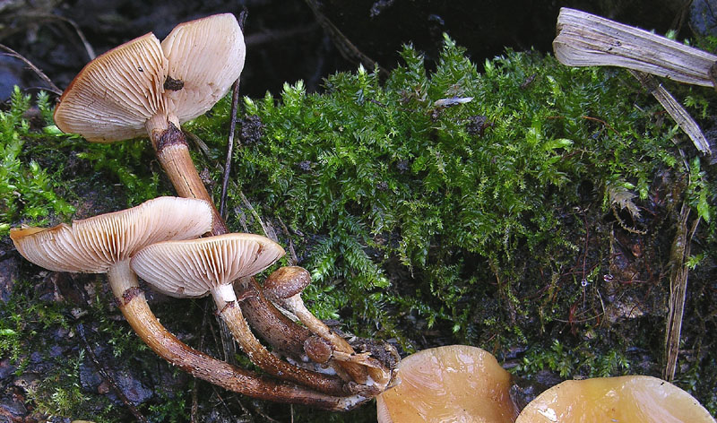 Kuehneromyces mutabilis